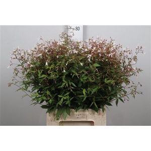 Gillenia Trifoliata