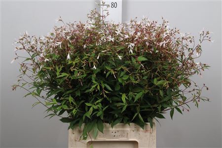 <h4>Gillenia Trifoliata</h4>