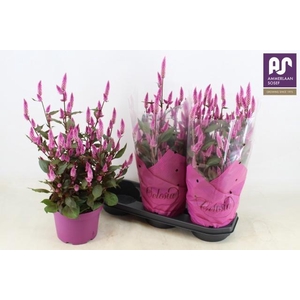 CEL WILD PINK