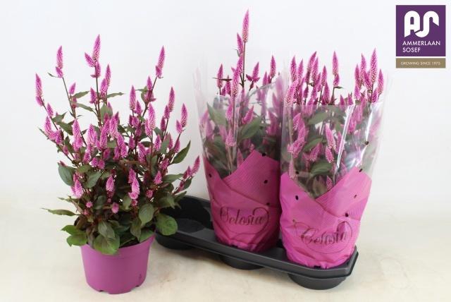 <h4>CEL WILD PINK</h4>