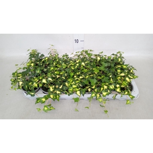 Hedera helix 'Goldheart'