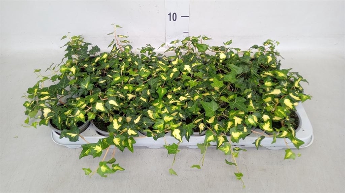 <h4>Hedera helix 'Goldheart'</h4>