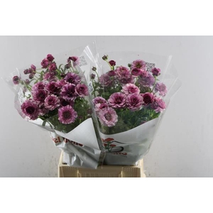 Ran Butterfly Thiva L 50