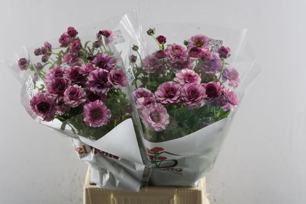 <h4>Ran Butterfly Thiva L 50</h4>