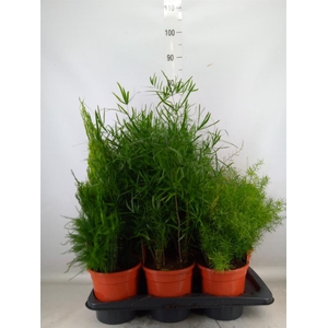 Asparagus   ...mix 3