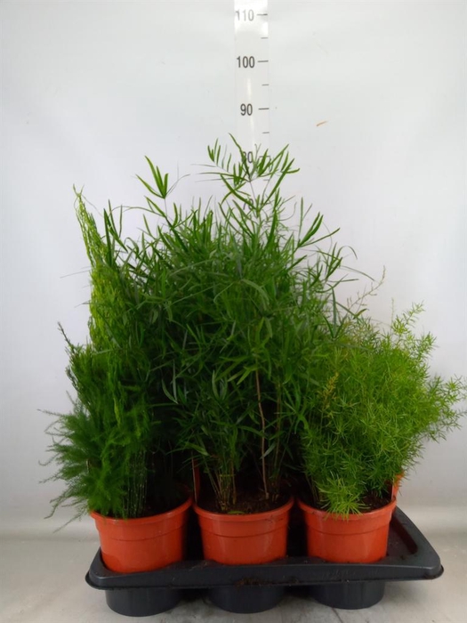 <h4>Asparagus   ...mix 3</h4>