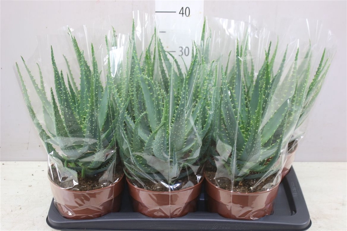 <h4>Aloe Arborescens</h4>