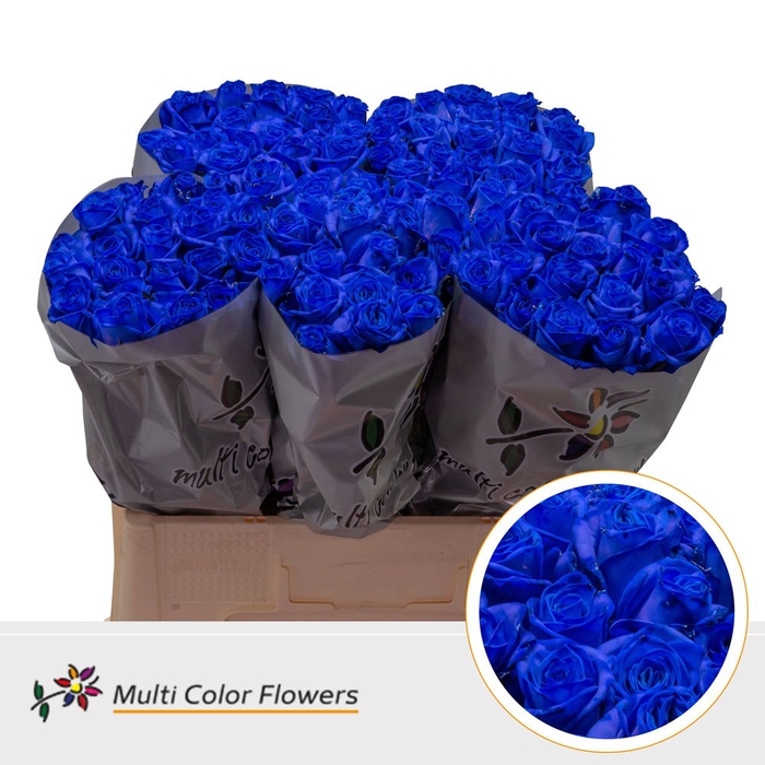 <h4>Rosa Vendela Blauw donker</h4>