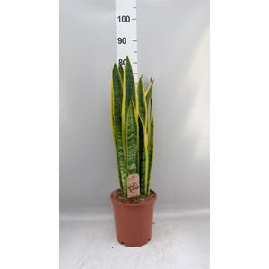 Sansevieria trifa. 'Laurentii'