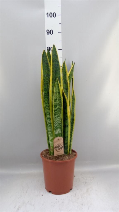 <h4>Sansevieria trifa. 'Laurentii'</h4>