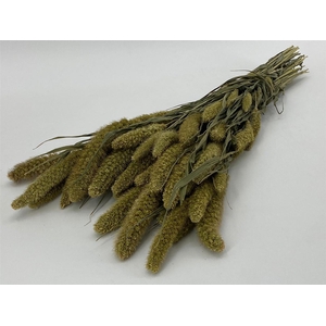 Dried Setaria Natural Bunch