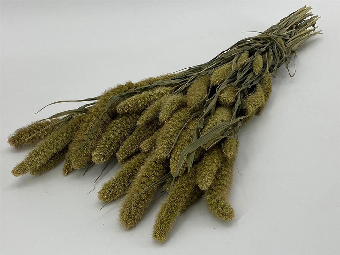 <h4>Dried Setaria Natural Bunch</h4>