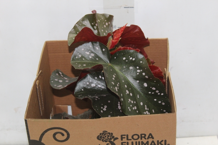 <h4>BEGONIA MARI P15</h4>