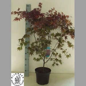 ACER PA BLOODGOOD