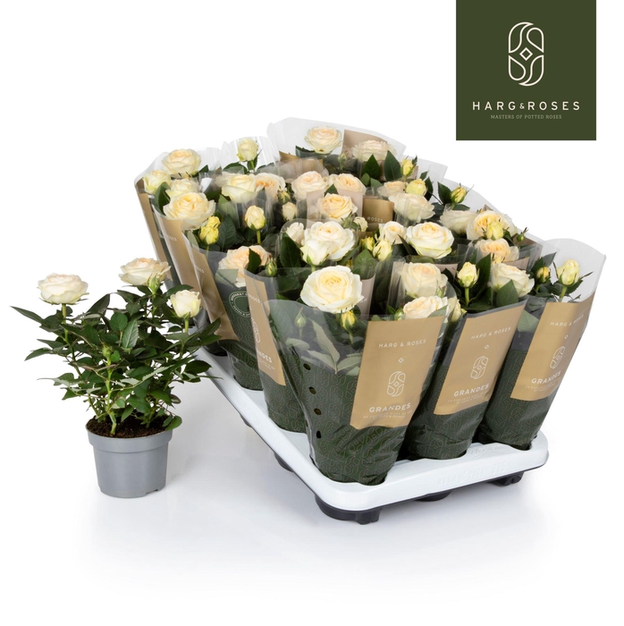 <h4>Rosa Kordana Grande Belami</h4>