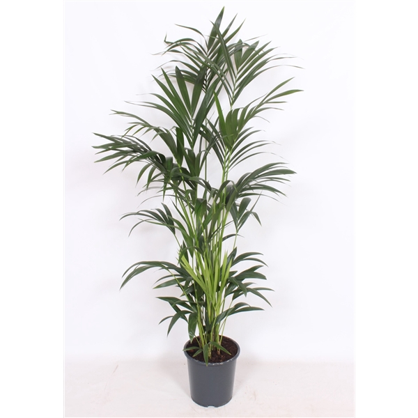 <h4>Howea forsteriana 10 per pot</h4>