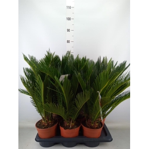 Cycas revoluta