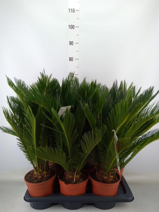 <h4>Cycas revoluta</h4>