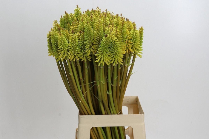 <h4>KNIPHOFIA EYCONE YELLOW</h4>