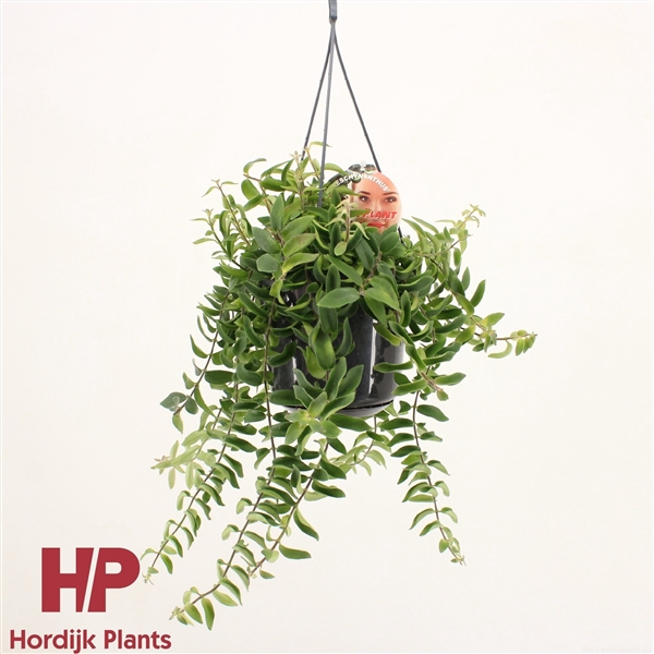 <h4>Aeschynanthus 'Twister'</h4>