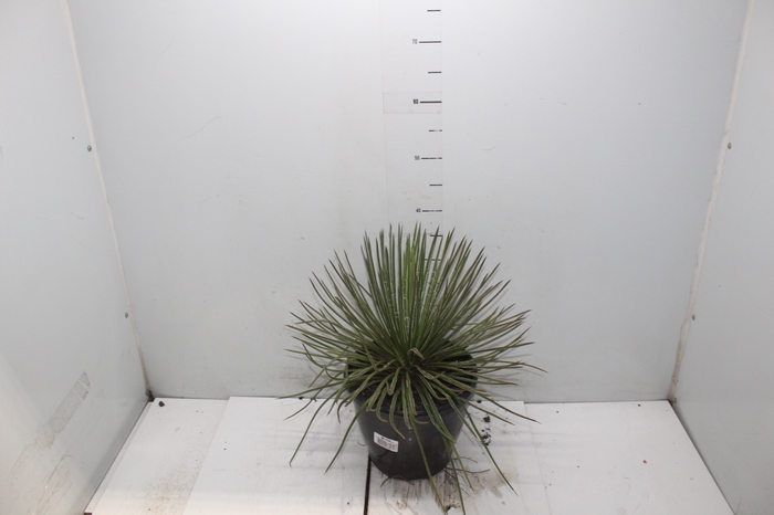 <h4>AGAVE PALITO P24</h4>