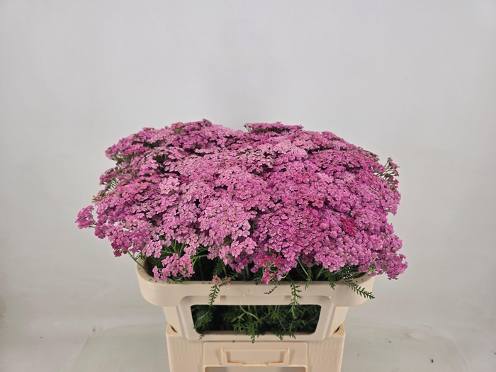 <h4>ACHIL M DAPHNE</h4>