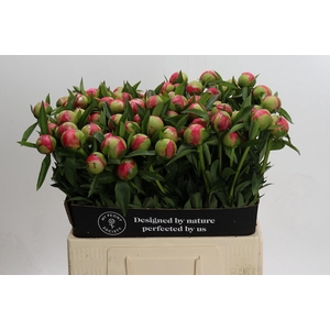Paeonia Coral Charm