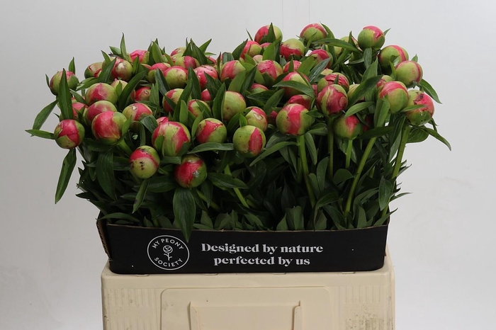 <h4>Paeonia Coral Charm</h4>