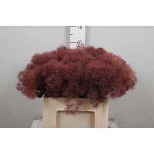 Cotinus C Mag Torch