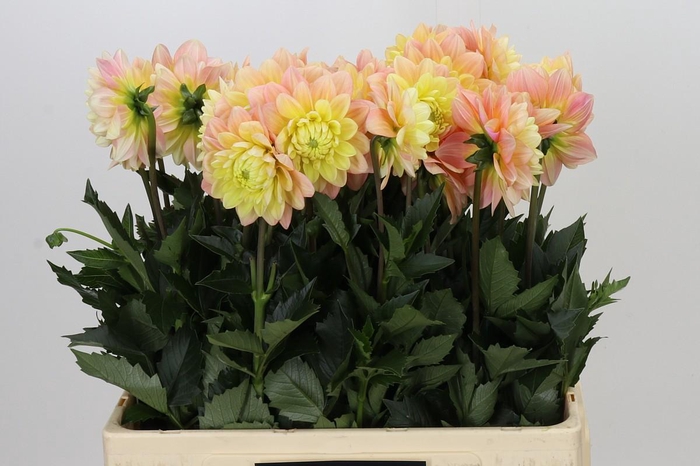 <h4>Dahlia Giovanna</h4>