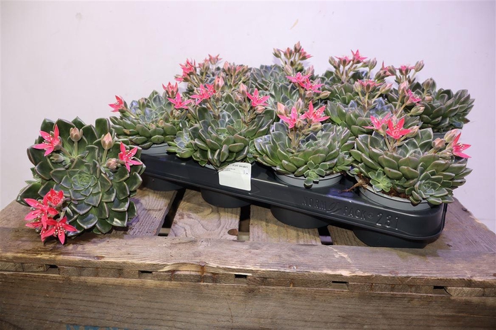 <h4>arr8 Grapto Bellum</h4>