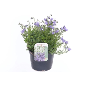 Campanula cochl. Blue Baby