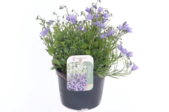 <h4>Campanula cochl. Blue Baby</h4>