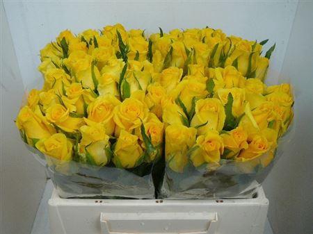 <h4>R Gr Moonwalk</h4>