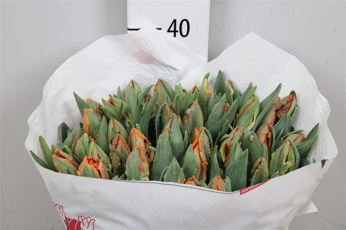 <h4>Tu Pa Irene Parrot</h4>