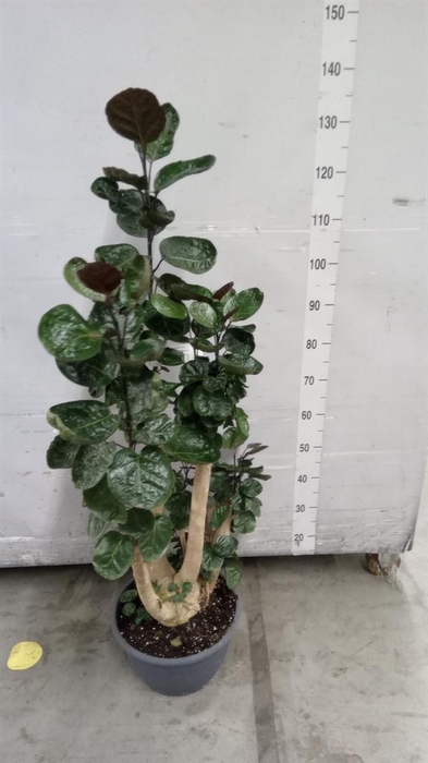 <h4>Polyscias scutellaria 'Fabian'</h4>