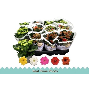 .Kalanchoe blossfeldiana gevuld gemengd 5 kleuren