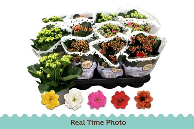 <h4>.Kalanchoe blossfeldiana gevuld gemengd 5 kleuren</h4>
