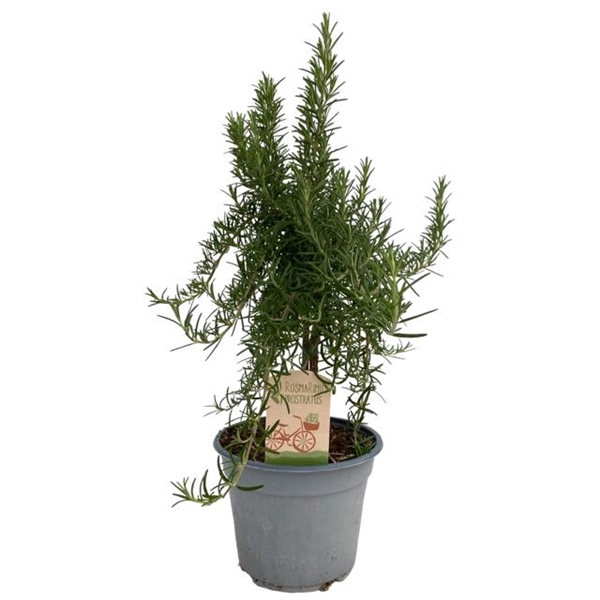 <h4>Rosmarinus prostratus "OP STAM"</h4>