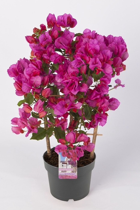 <h4>Bougainvillea Sanderiana</h4>