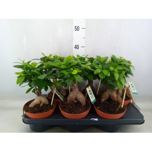 Ficus microcarpa 'Ginseng'
