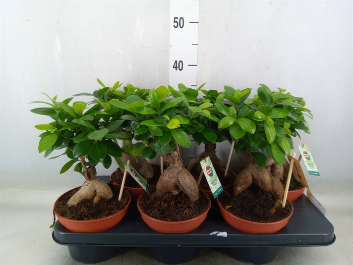 <h4>Ficus microcarpa 'Ginseng'</h4>