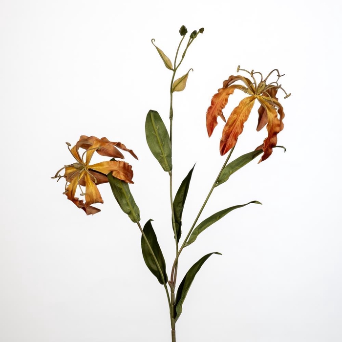 <h4>AF Gloriosa x3 L73cm orange</h4>