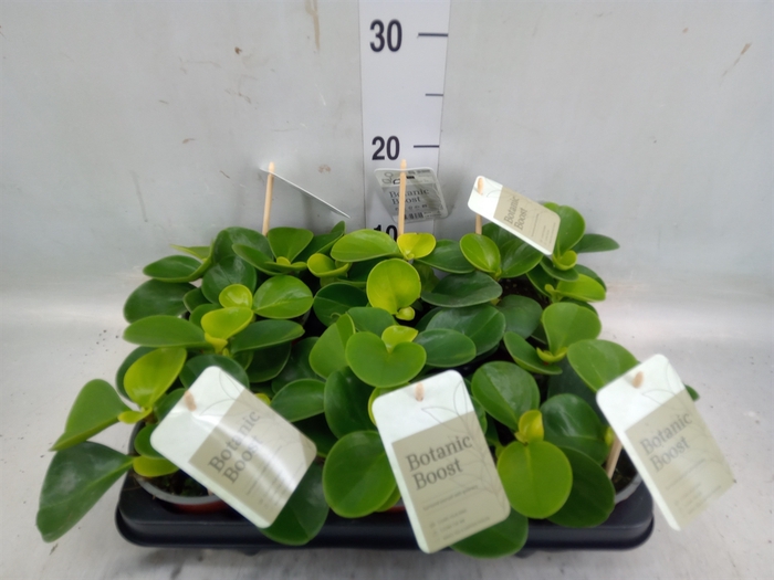 <h4>Peperomia obt. 'Green Gold'</h4>