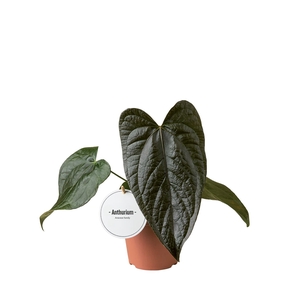 Anthurium blad
