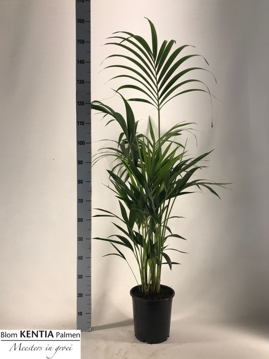 <h4>HOWEA FORSTERIANA</h4>