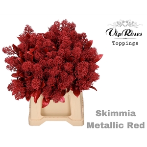 Skimmia Metallic Red