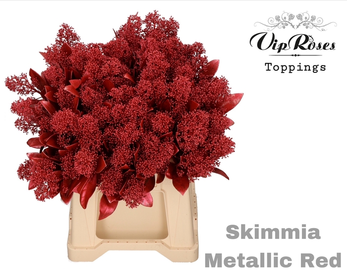 <h4>SKIMMIA METALLIC RED</h4>