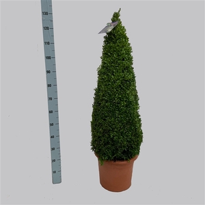 Buxus Sempervirens 90-100 pyramide 35/TC15