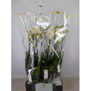 Phalaenopsis   ...white